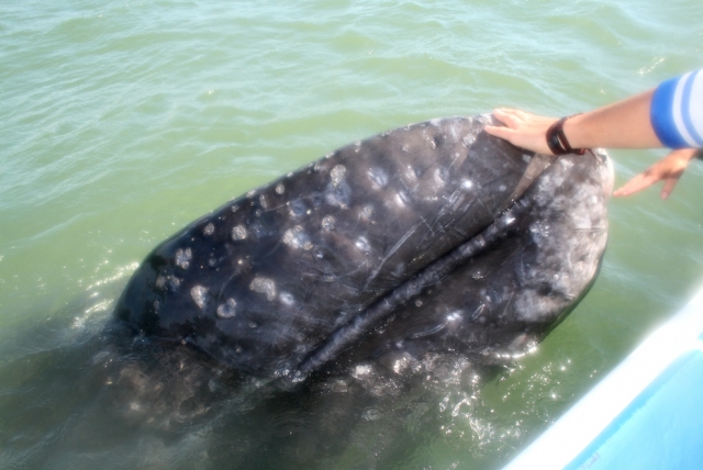  Touching the whale 